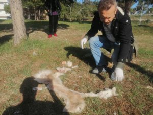 Köpeğin derisini yüzüp yol kenarına attılar