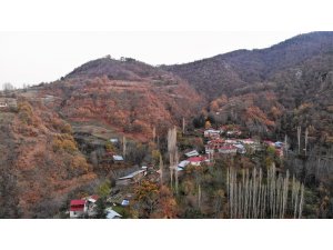 Ayı ile güreşen Tokatlı taburcu oldu, ayıdan haber yok