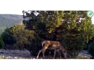 Yaban hayatındaki çeşitlilik fotokapanlara yansıdı