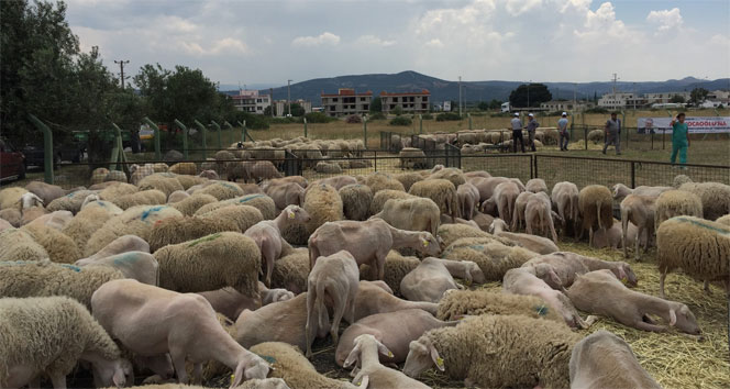 Genç çiftçi başvurusu ne zaman başlıyor