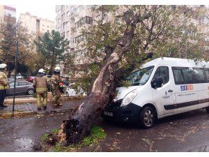 Kadıköy’de kopan ağaç park halindeki İBB aracının üzerine devrildi