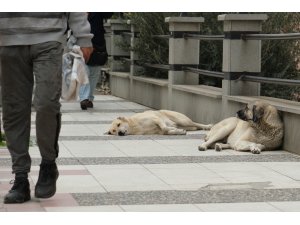 Sokak köpeğinin saldırısına uğrayan çocuk ölümden döndü