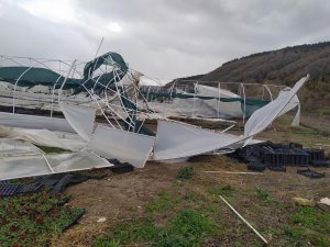 İstanbul’da etkili olan lodos seraları vurdu