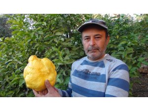 Türkiye’nin en büyük limonu 2 kilo 40 gram