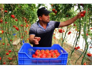 Domateste üretim artarken fiyat düştü