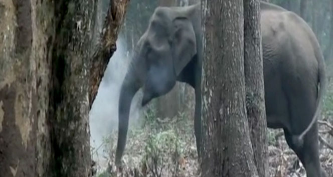 Dünyayı şok eden fil