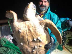 Marmara’da ağlara takılan caretta caretta balıkçıları şaşkına uğrattı