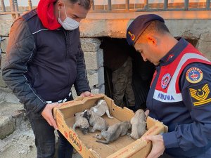 Jandarma, 8 yavru ve anne köpeği donmak üzereyken kurtardı