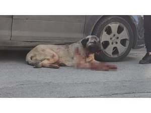 Silahla köpeği yaralayan şahıs yakalandı