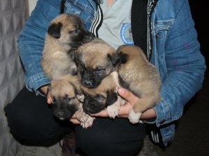 Yavru köpekleri çuval içinde çöp kenarına atan şahsın kimliği tespit edildi