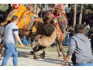 Arenaya sığmayan develer, ortalığı savaş alanına çevirdi