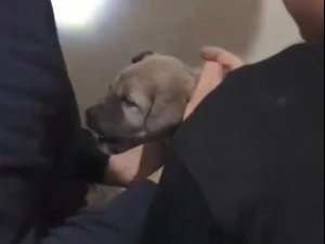 İki bina arasına sıkışan yavru köpeğe kurtarma operasyonu