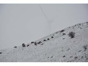 Kar altında yem arayan yılkı atlarını İHA görüntüledi