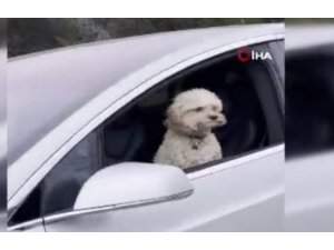 Hareket halindeki Tesla’nın sürücü koltuğundaki köpek gündem oldu