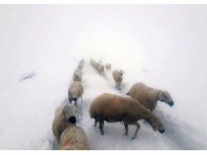 Kara yakalanan çobanların sürüleri ile göçü böyle görüntülendi