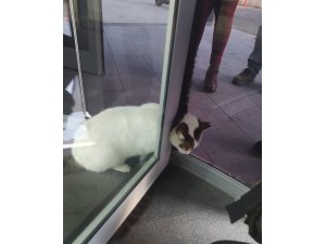 Kartal’da döner kapıya sıkışan kediyi kurtarma operasyonu