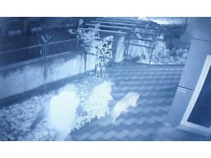 Bahçedeki kangal köpeği hırsızlığı güvenlik kamerasında