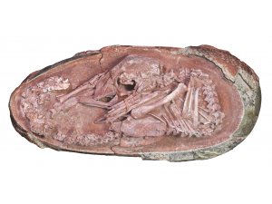 Çin’de 66 milyon yıl öncesine ait dinozor embriyosu bulundu