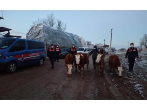 Çaldıkları büyükbaş hayvanları satarken kıskıvrak yakalandılar