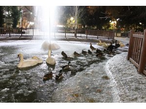 Ankara’nın simgelerinden Kuğulu Park buz tuttu