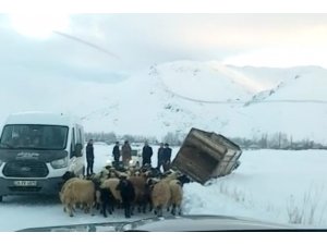 Yüksekova’da kamyonet kara saplandı, 50 koyunu vatandaşlar kurtardı