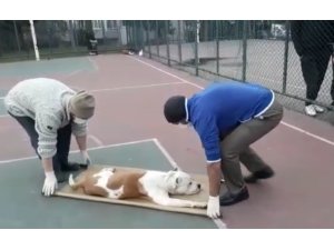 Sultangazi’de basketbol oynayan iki çocuğa pitbull cinsi köpek saldırdı