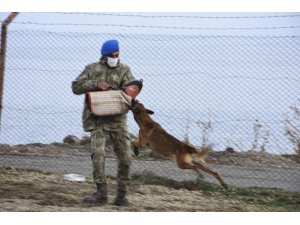 Türk Silahlı Kuvvetleri için yetiştirilen köpeklerin zorlu eğitimi