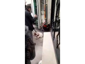 Başıboş Pitbull köpeğine camide operasyon