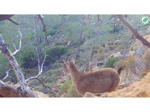 Yaban hayatından görüntüler fotokapana yansıdı