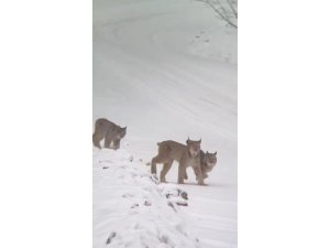 Sarıkamış’ta vaşak ailesi görüntülendi