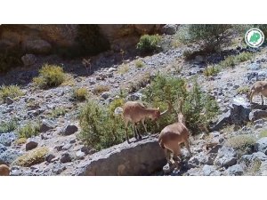 Yaban hayatı fotokapanlara yansıdı