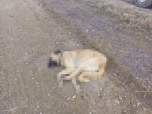 Çorum’da 2 köpek tüfekle vurularak öldürüldü