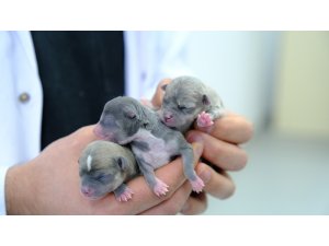 Üniversite hastanesinde köpeğe sezeryanla doğum