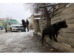 Pitbull ile sokağa çıkınca yaklaşık 15 bin TL para cezası aldı