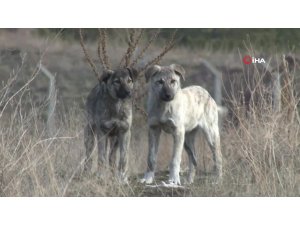 Başkentte bir gün arayla ikinci başıboş köpek saldırısı