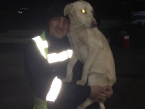 Otobüs şoförünün köpekle yaşadığı eğlenceli anlar kamerada