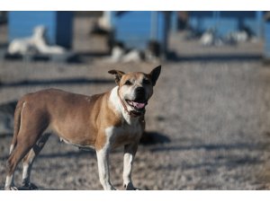 Sokağa bırakılan pitbullar ile dost oldu...Onların sokağa terk edilmesini istemiyor