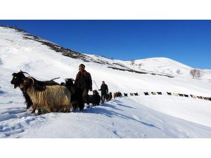 Besicilerin hayvanlarıyla kar üzerindeki zorlu yolculuğunun hikayesi