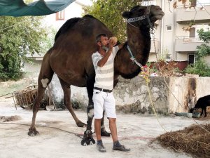 Devenin saldırdığı bir kişi hayatını kaybetti