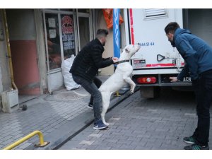 Kavga ettikleri şahsın üzerine pitbull saldılar: 3 yaralı