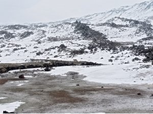 Barınağa bırakılması gereken köpekleri dağ başına bıraktılar