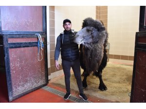 Burdur’da deveye katarak ameliyatı