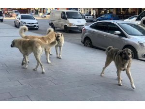 Vatandaşlar tehlike saçan sokak köpeklerine yönelik tedbir alınmasını istiyor