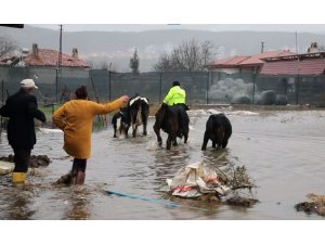 Su taşkınında ahırda mahsur kalan havyanlar kurtarıldı