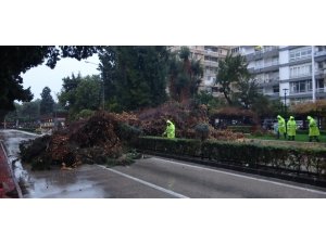 Rüzgar ve yağmur çam ağacını kökünden söktü