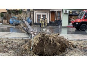 Balat’ta şiddetli rüzgar nedeniyle ağaç yola devrildi