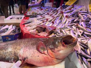 30 kilogramlık yayın balığı tezgahın en çok ilgi çekeni