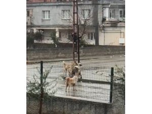 Sokak köpeklerinin saldırdığı çocuk elektrik direğine tırmanarak kurtuldu