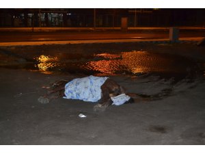 Yol kenarında ölüme terk edilen at görenlerin içini acıttı