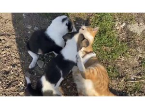 Amasya’nın Taşova ilçesinde kedi ile köpeklerin samimiyeti kameraya yansıdı.